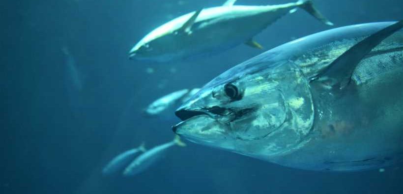 ISSF PUBLISHES FIRST GLOBAL TUNA LONGLINE FLEET ANALYSIS