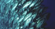 ISSF REPORT HIGHLIGHTS GLOBAL TUNA SUSTAINABILITY PROGRESS