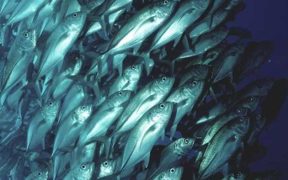 ISSF REPORT HIGHLIGHTS GLOBAL TUNA SUSTAINABILITY PROGRESS