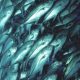 ISSF REPORT HIGHLIGHTS GLOBAL TUNA SUSTAINABILITY PROGRESS