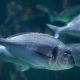 LONG-TERM STUDY PROVES THE POWER OF SELECTIVE BREEDING