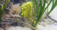 MMO STEPS UP ACTIVITIES TO PROTECT VULNERABLE SEAHORSE SPECIES