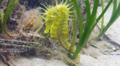 MMO STEPS UP ACTIVITIES TO PROTECT VULNERABLE SEAHORSE SPECIES