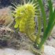 MMO STEPS UP ACTIVITIES TO PROTECT VULNERABLE SEAHORSE SPECIES