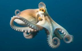 MOMENTUM TO BAN COMMERCIAL OCTOPUS FARMING