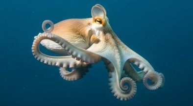 MOMENTUM TO BAN COMMERCIAL OCTOPUS FARMING