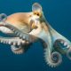 MOMENTUM TO BAN COMMERCIAL OCTOPUS FARMING