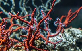 NEW FAO-GFCM REPORT ON RED CORAL