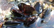 New scientific advisor brings global mussel farming expertise to Shell-volution