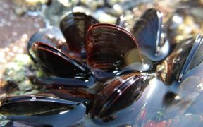 New scientific advisor brings global mussel farming expertise to Shell-volution