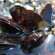 New scientific advisor brings global mussel farming expertise to Shell-volution