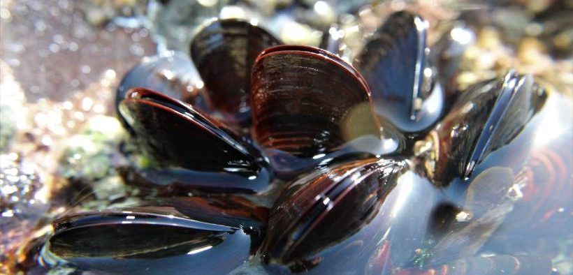 New scientific advisor brings global mussel farming expertise to Shell-volution