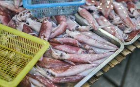 RECOMMENDATIONS TO IMPROVE EU SQUID IMPORT CONTROLS