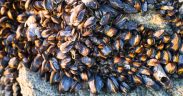REGISTRATION OF SHELLFISH HARVESTERS
