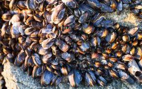 REGISTRATION OF SHELLFISH HARVESTERS