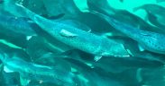 STUDY OFFERS POTENTIAL NEW TOOL FOR TRACING FISHMEAL