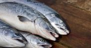 THE THIRD FISH FOCUS SEAFOOD PROCESSORS REVIEW IS OUT!