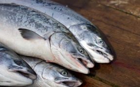 THE THIRD FISH FOCUS SEAFOOD PROCESSORS REVIEW IS OUT!