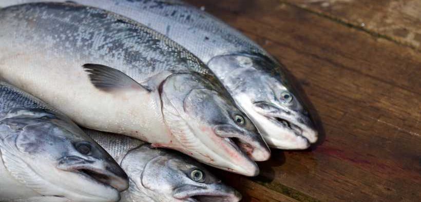 THE THIRD FISH FOCUS SEAFOOD PROCESSORS REVIEW IS OUT!