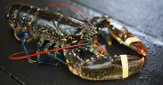 UK lobster exports to France unaffected by new French minimum size rules