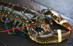 UK lobster exports to France unaffected by new French minimum size rules