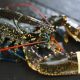 UK lobster exports to France unaffected by new French minimum size rules