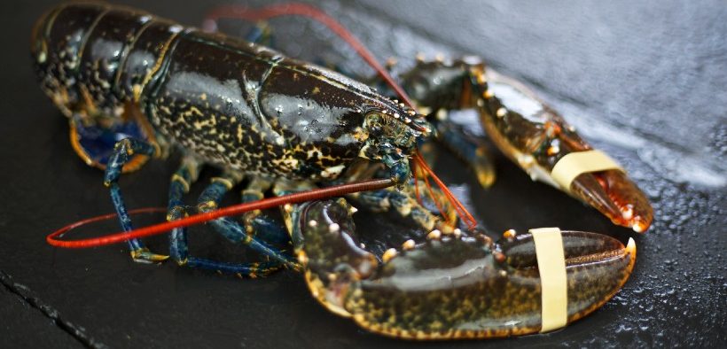 UK lobster exports to France unaffected by new French minimum size rules