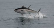 UK’S GROWING BLUEFIN TUNA FISHERY OPENS FOR 2026