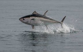 UK’S GROWING BLUEFIN TUNA FISHERY OPENS FOR 2026