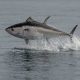 UK’S GROWING BLUEFIN TUNA FISHERY OPENS FOR 2026