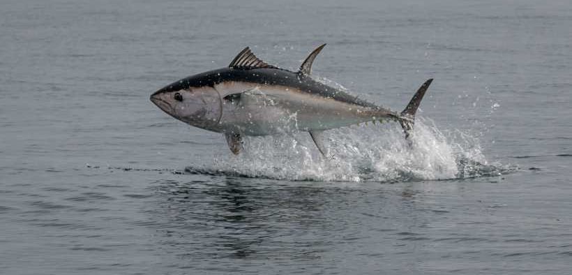 UK’S GROWING BLUEFIN TUNA FISHERY OPENS FOR 2026