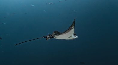World's oceans break June heat record (1)