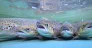 £2 MILLION BOOST FOR SCOTLAND’S WILD SALMON