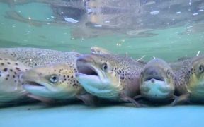 £2 MILLION BOOST FOR SCOTLAND’S WILD SALMON