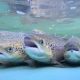 £2 MILLION BOOST FOR SCOTLAND’S WILD SALMON
