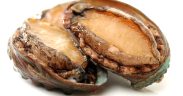 A WORLD’S FIRST FOR SABELLID WORM DETECTION