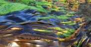 ALGAE SCOPE'S BIO-BASED ANSWER TO PFAS