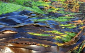 ALGAE SCOPE'S BIO-BASED ANSWER TO PFAS