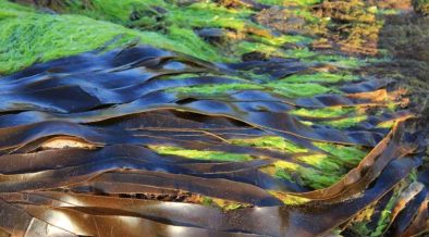 ALGAE SCOPE'S BIO-BASED ANSWER TO PFAS