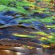 ALGAE SCOPE'S BIO-BASED ANSWER TO PFAS