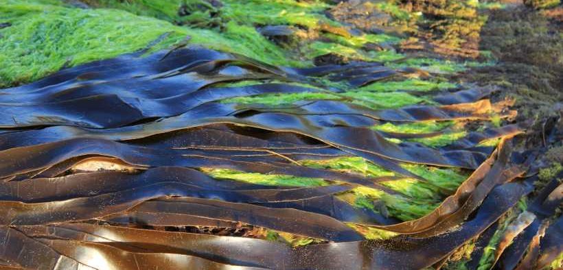 ALGAE SCOPE'S BIO-BASED ANSWER TO PFAS
