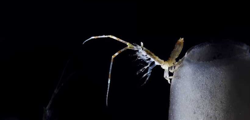 ANTARCTIC KRILL FISHERY CLOSES EARLY