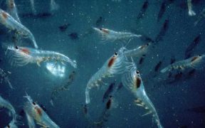 ANTARCTIC KRILL FISHERY HEADING TOWARDS SECOND