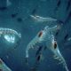ANTARCTIC KRILL FISHERY HEADING TOWARDS SECOND