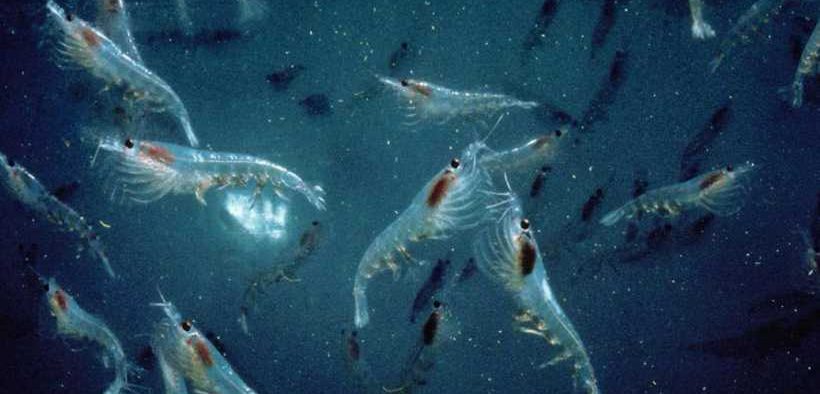 ANTARCTIC KRILL FISHERY HEADING TOWARDS SECOND