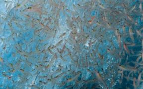 ANTARCTIC KRILL FISHERY SET TO CLOSE THIS WEEK