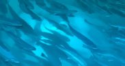AQUAFEED SET FOR 5.2_ CAGR GROWTH2(1)