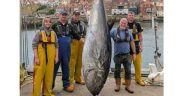 BLUEFIN TUNA MAKES HISTORIC RETURN TO WHITBY