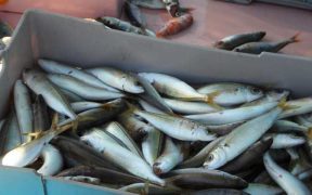 EC PROPOSES 2027 FISHING OPPORTUNITIES IN BALTIC SEA