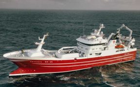 EXCELLENT QUALITY HERRING FOR ARTEMIS